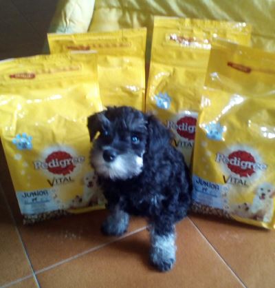 Pedigree junior