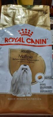 Adult Maltese