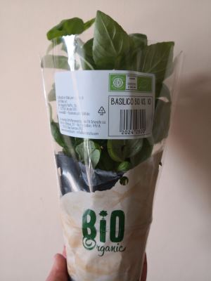 BASILICO BIO