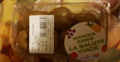 Kiwi varietà Hayward